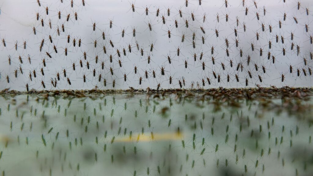 Mosquitos agua (1) Mosquitos agua